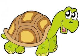 Tortue